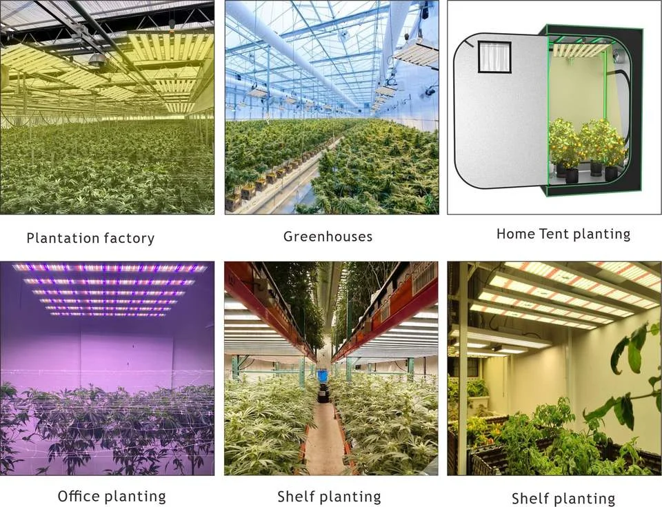 LED-Grow-Light.webp